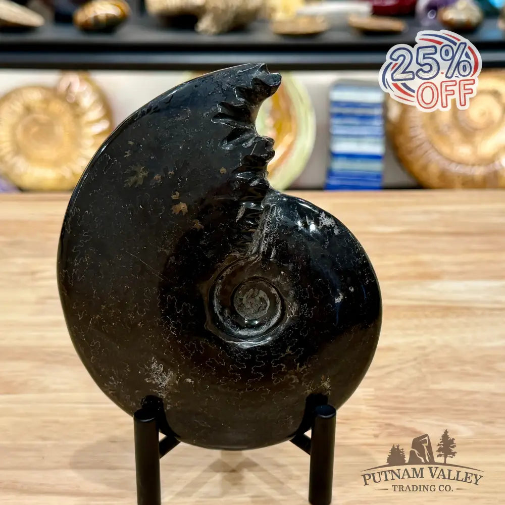 Reserve Polished Black Phylloceras Ammonite 5.74’’ | Madagascar - Fossil Specimen