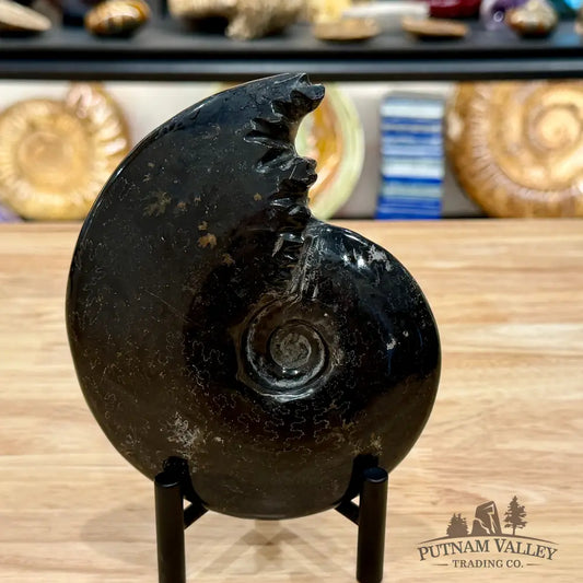 Reserve Polished Black Phylloceras Ammonite 5.74’’ | Madagascar - Fossil Specimen