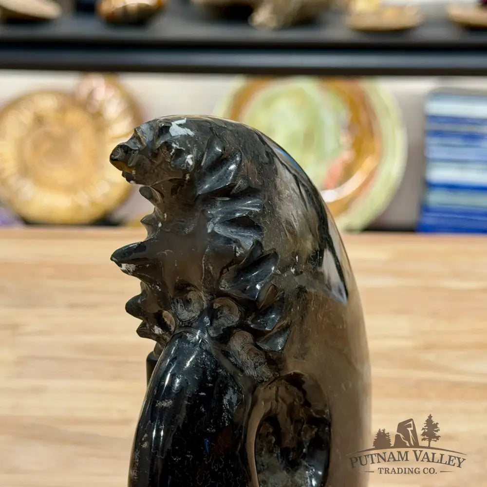 Reserve Polished Black Phylloceras Ammonite 5.96’’ | Madagascar - Fossil Specimen