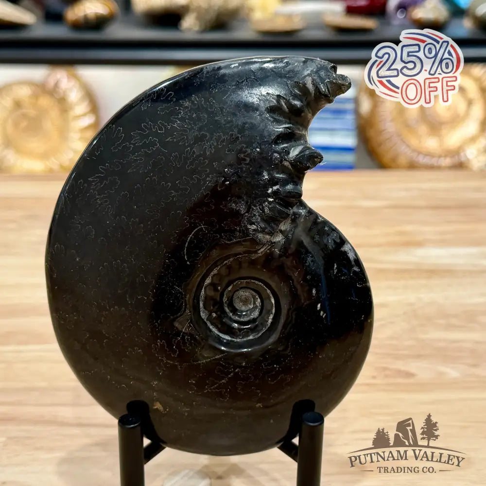 Reserve Polished Black Phylloceras Ammonite 5.96’’ | Madagascar - Fossil Specimen