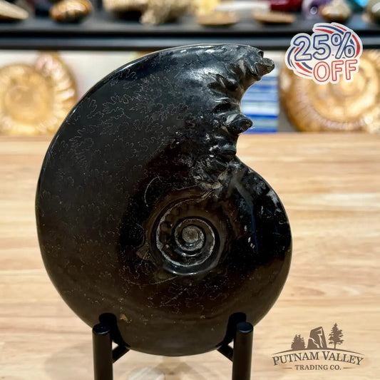Reserve Polished Black Phylloceras Ammonite 5.96’’ | Madagascar - Fossil Specimen
