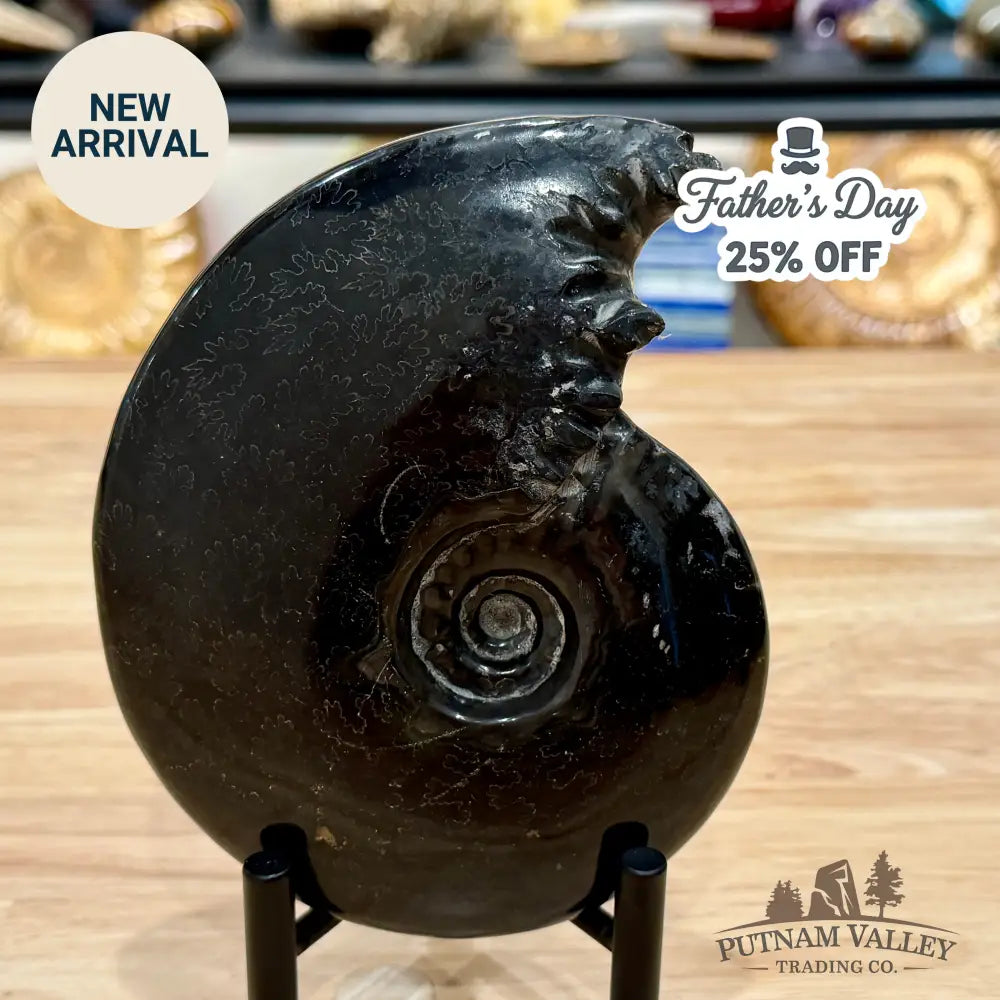 Reserve Polished Black Phylloceras Ammonite 5.96’’ | Madagascar - Fossil Specimen
