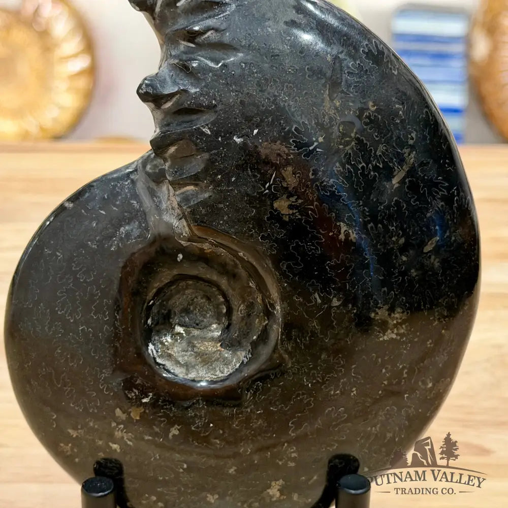 Reserve Polished Black Phylloceras Ammonite 5.96’’ | Madagascar - Fossil Specimen