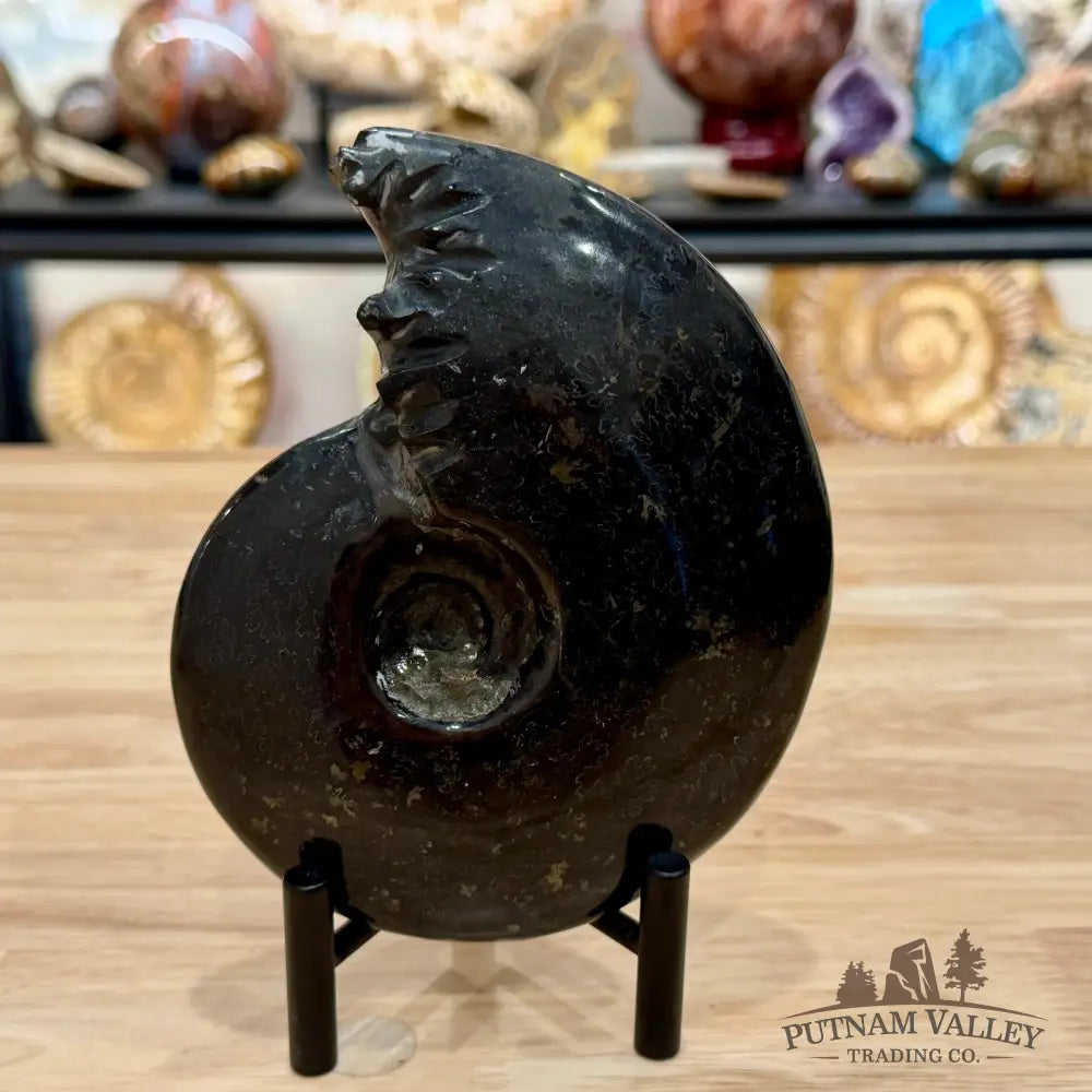 Reserve Polished Black Phylloceras Ammonite 5.96’’ | Madagascar - Fossil Specimen