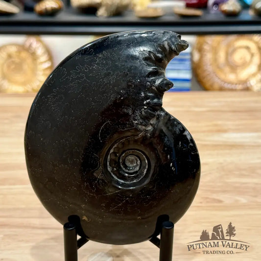 Reserve Polished Black Phylloceras Ammonite 5.96’’ | Madagascar - Fossil Specimen