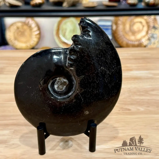 Reserve Polished Black Phylloceras Ammonite 6.09’’ | Madagascar - Fossil Specimen