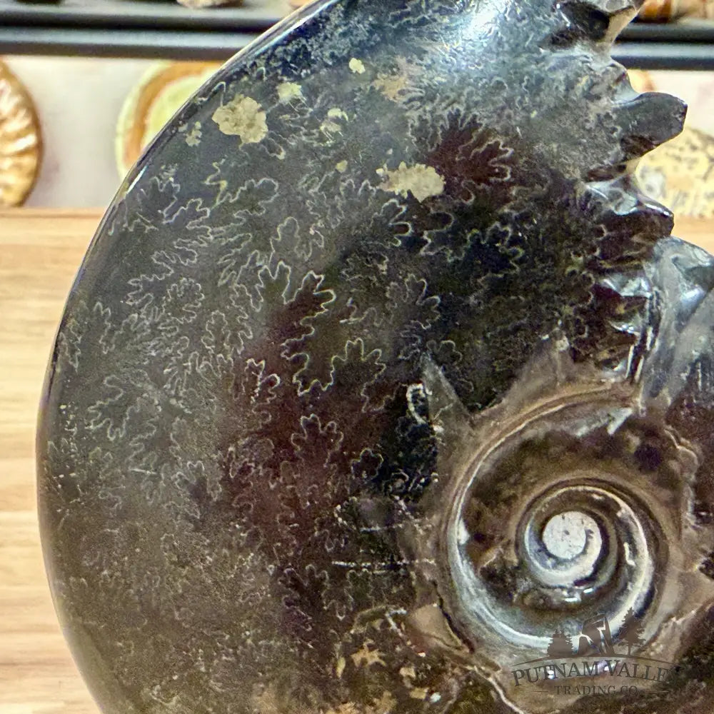 Reserve Polished Black Phylloceras Ammonite 6.09’’ | Madagascar - Fossil Specimen
