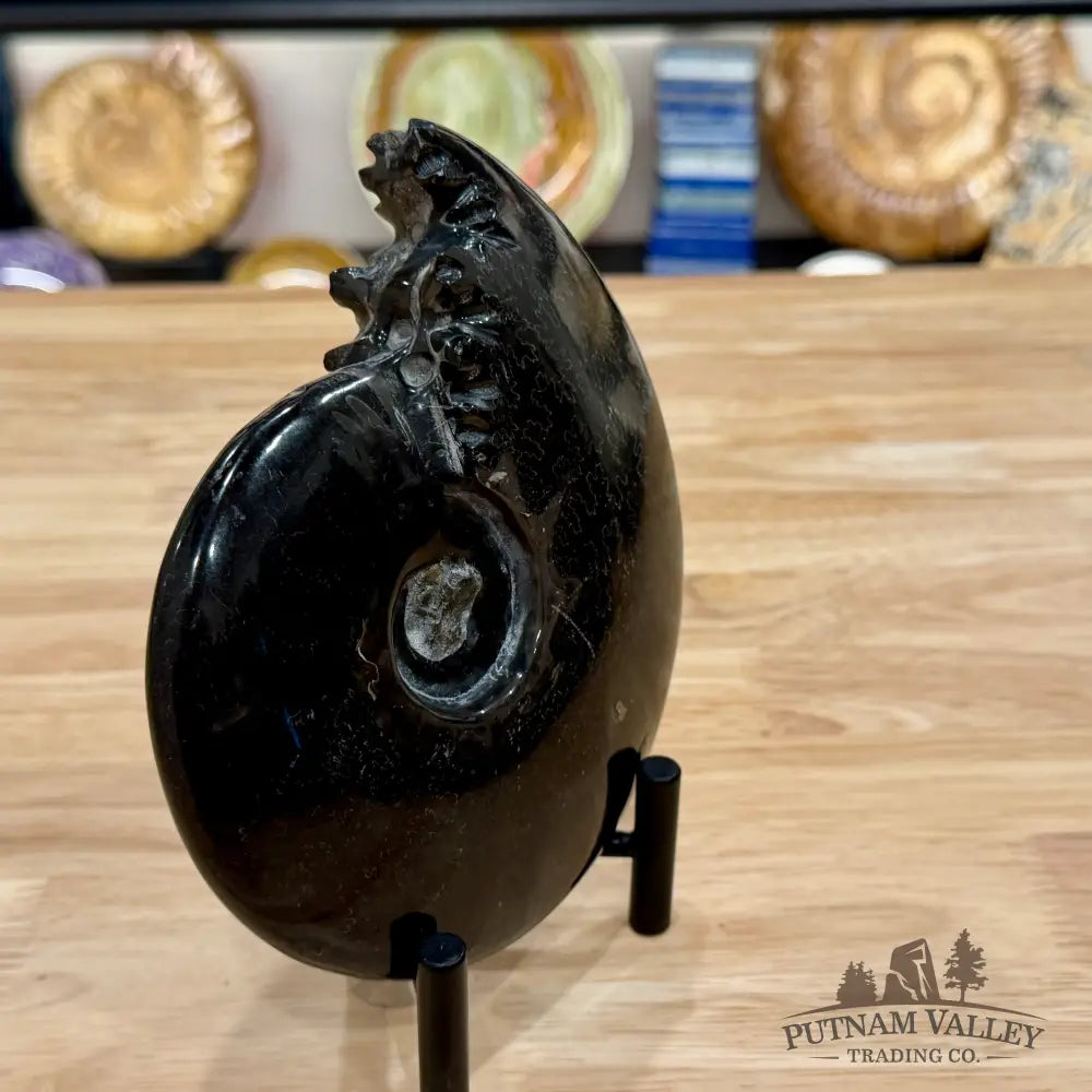 Reserve Polished Black Phylloceras Ammonite 6.09’’ | Madagascar - Fossil Specimen