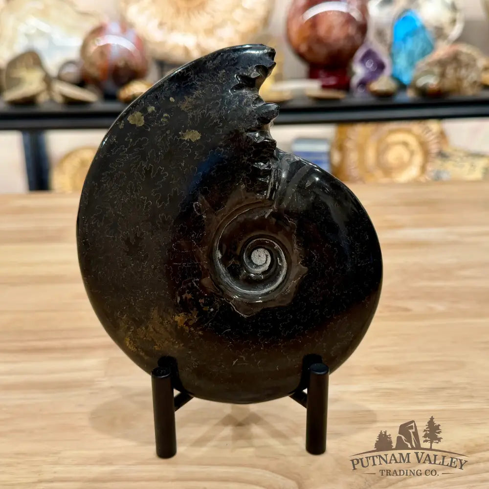 Reserve Polished Black Phylloceras Ammonite 6.09’’ | Madagascar - Fossil Specimen