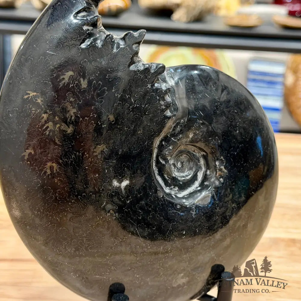 Reserve Polished Black Phylloceras Ammonite 7.48’’ | Madagascar - Fossil Specimen