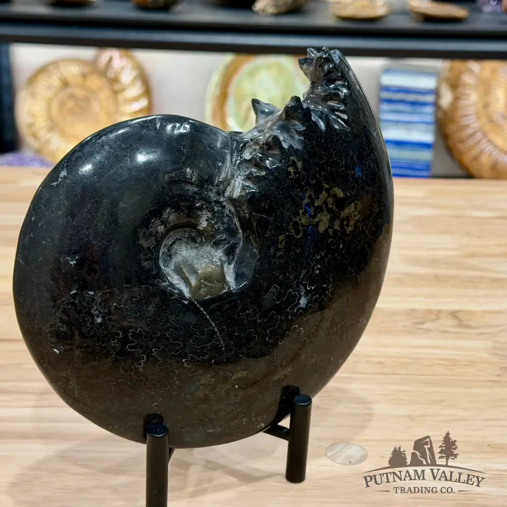 Reserve Polished Black Phylloceras Ammonite 7.48’’ | Madagascar - Fossil Specimen