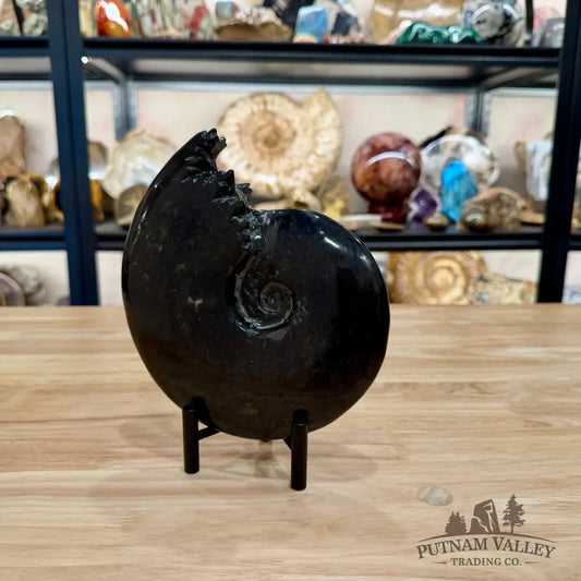 Reserve Polished Black Phylloceras Ammonite 7.48’’ | Madagascar - Fossil Specimen