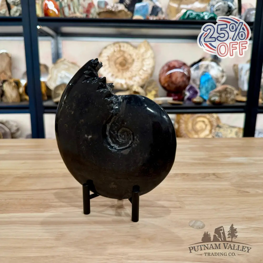 Reserve Polished Black Phylloceras Ammonite 7.48’’ | Madagascar - Fossil Specimen