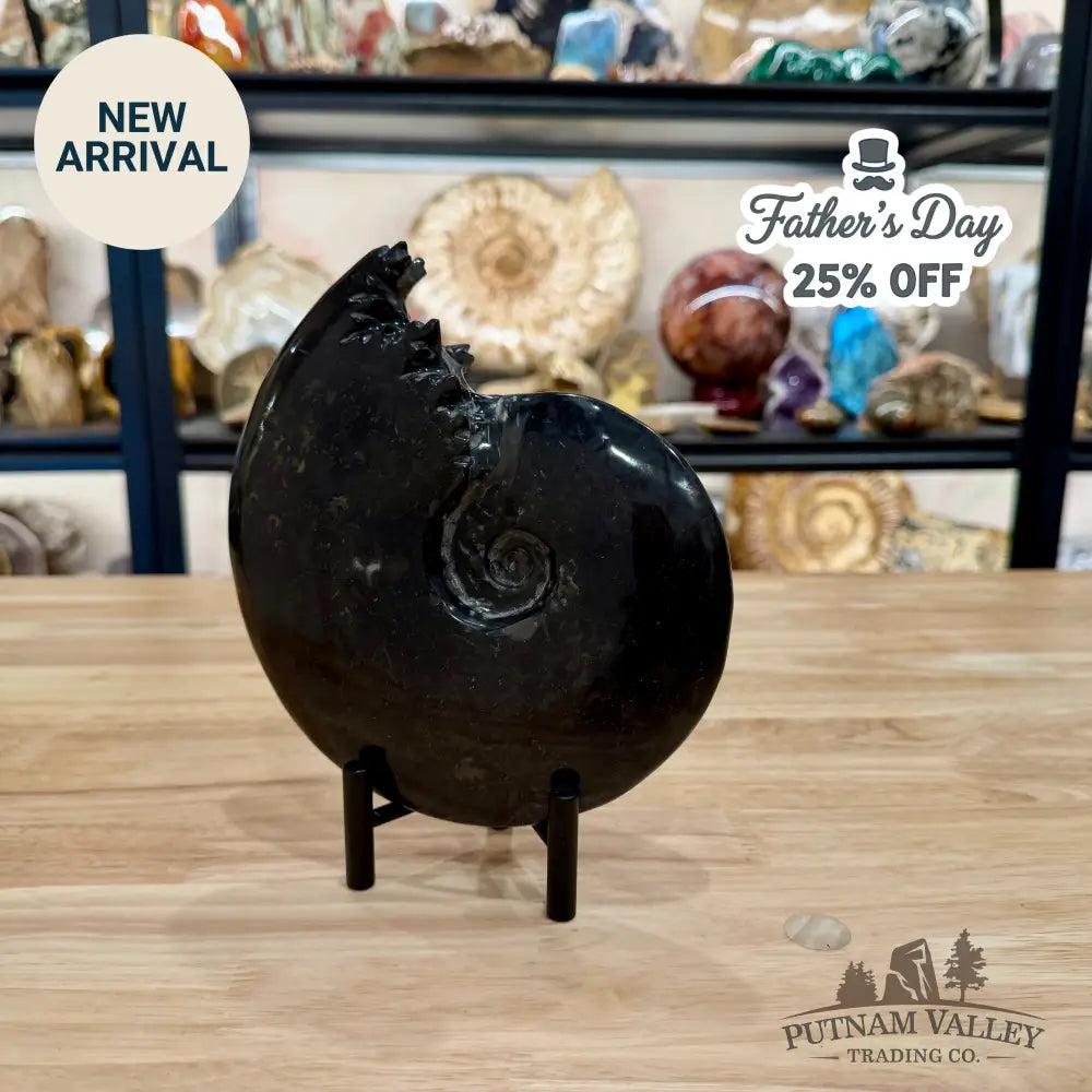 Reserve Polished Black Phylloceras Ammonite 7.48’’ | Madagascar - Fossil Specimen