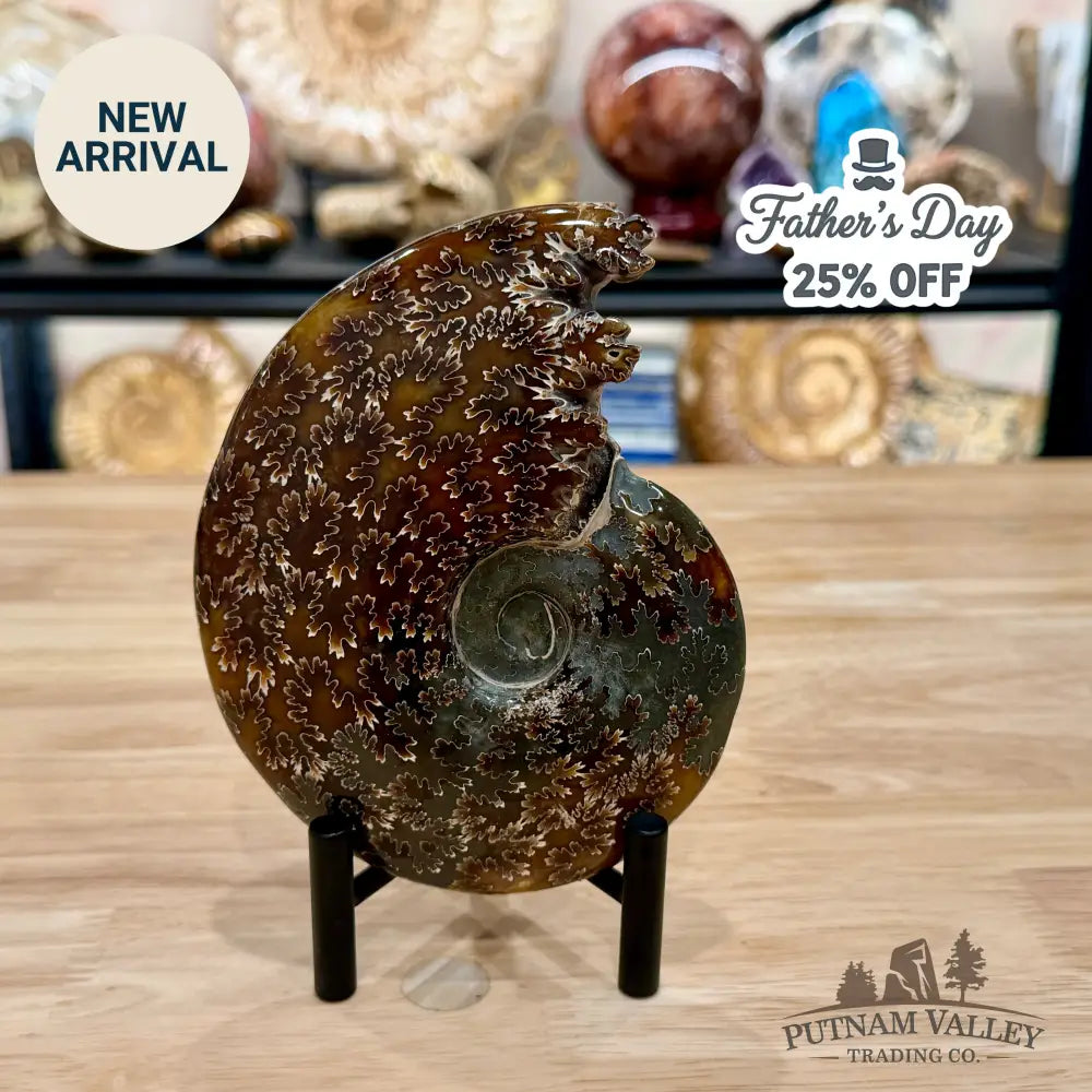 Reserve Polished Cleoniceras Ammonite 5.86’’ | Madagascar - Fossil Specimen