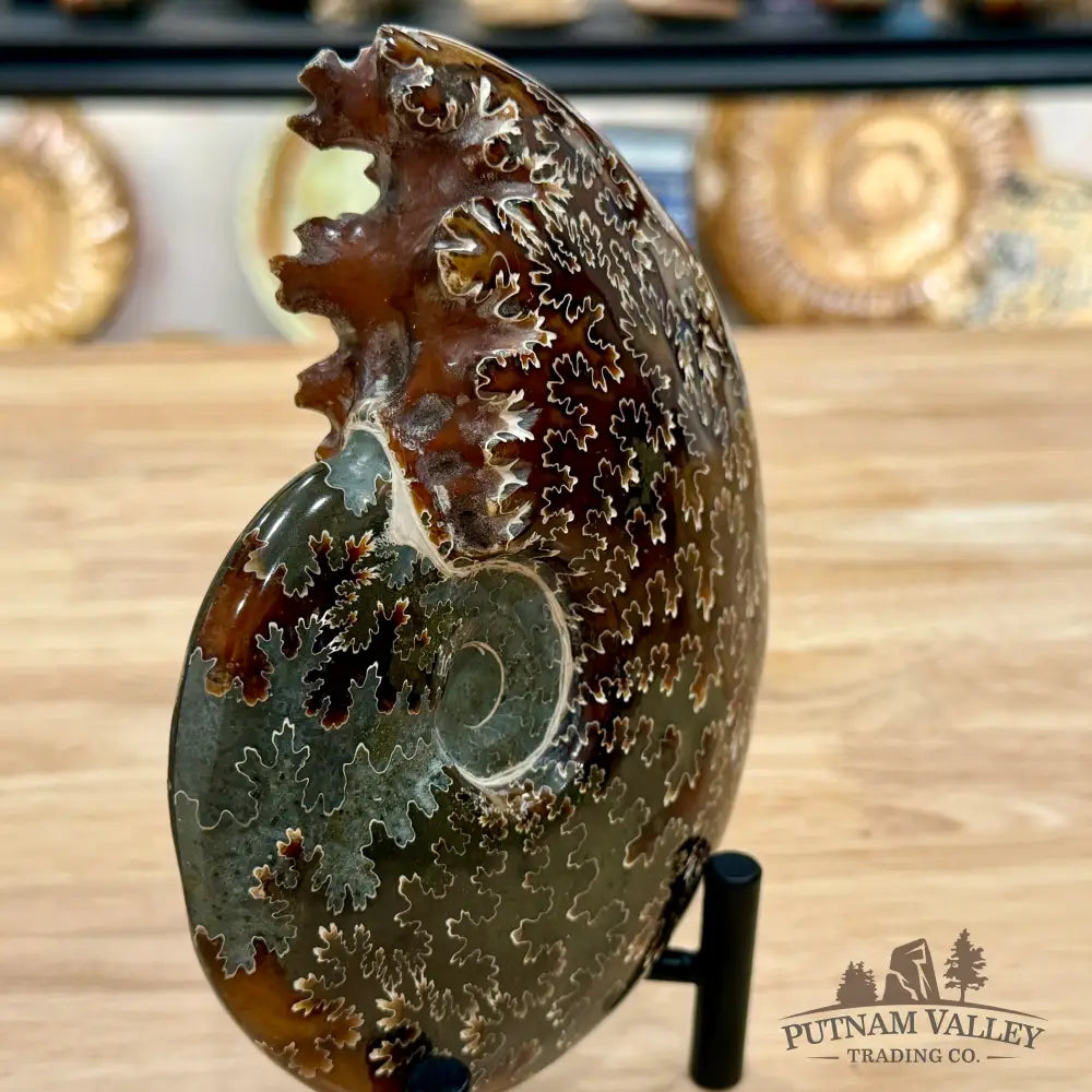 Reserve Polished Cleoniceras Ammonite 5.86’’ | Madagascar - Fossil Specimen