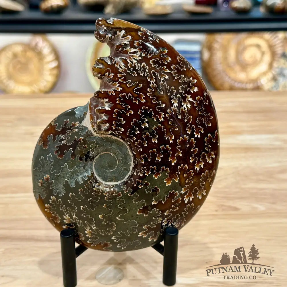 Reserve Polished Cleoniceras Ammonite 5.86’’ | Madagascar - Fossil Specimen