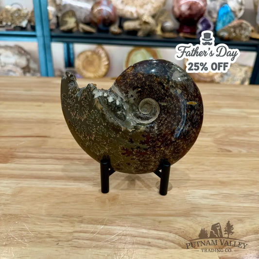 Reserve Authentic Polished Ammonite 6.1’’ - Fossil Specimen