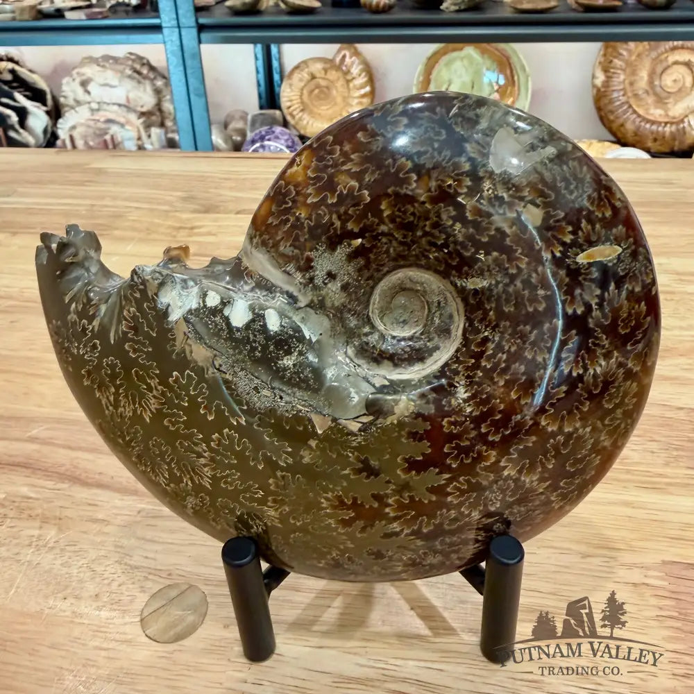 Reserve Authentic Polished Ammonite 6.1’’ - Fossil Specimen