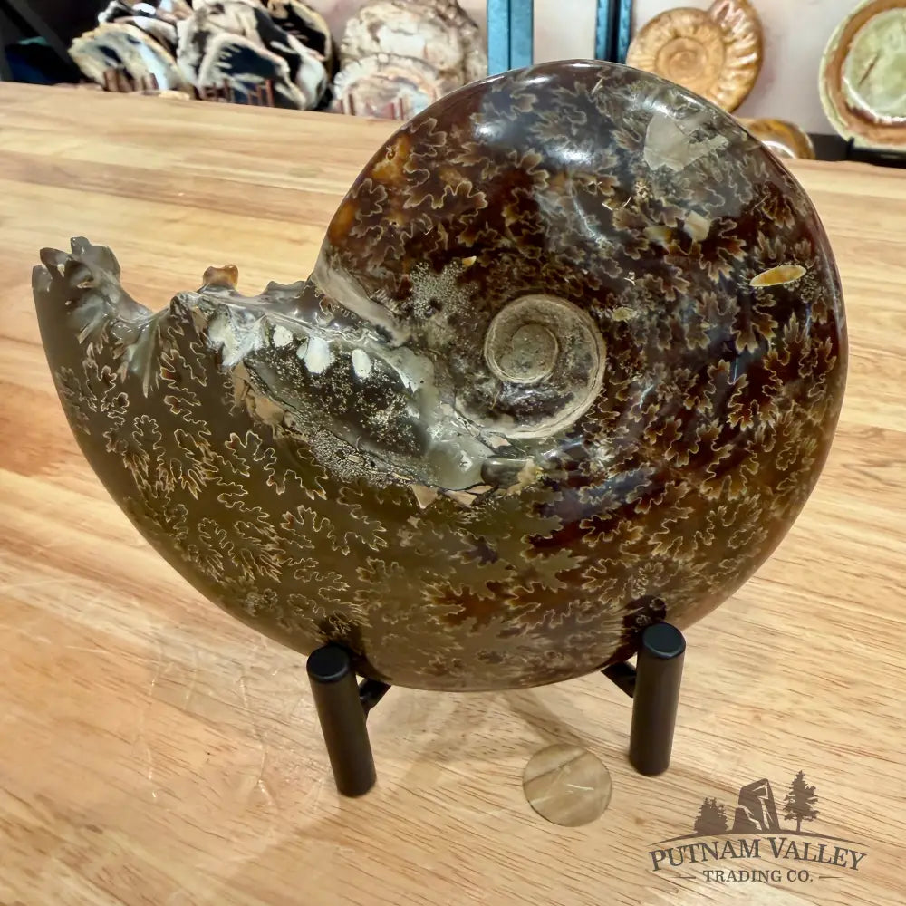 Reserve Authentic Polished Ammonite 6.1’’ - Fossil Specimen