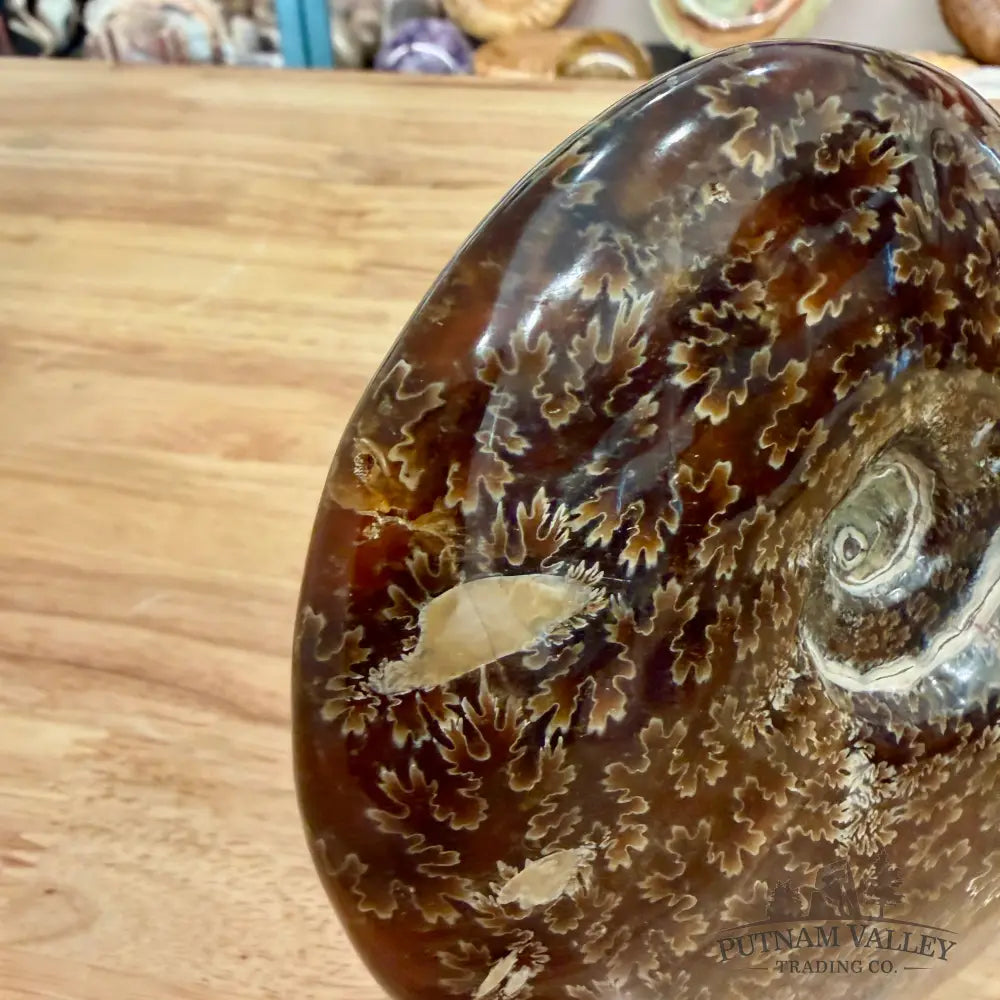Reserve Authentic Polished Ammonite 6.1’’ - Fossil Specimen