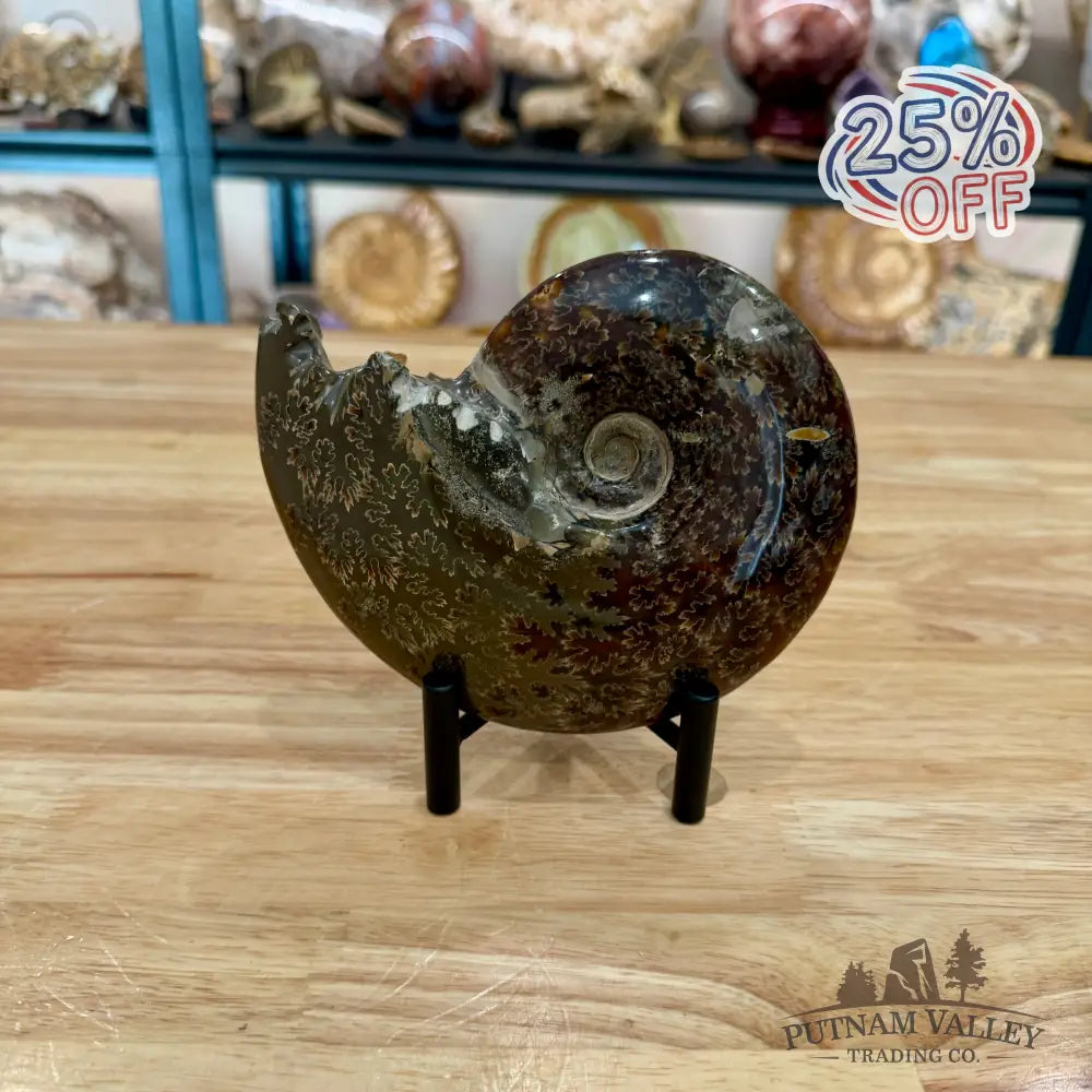 Reserve Authentic Polished Ammonite 6.1’’ - Fossil Specimen