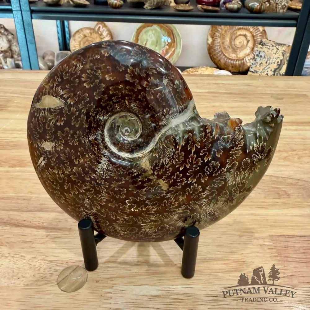 Reserve Authentic Polished Ammonite 6.1’’ - Fossil Specimen