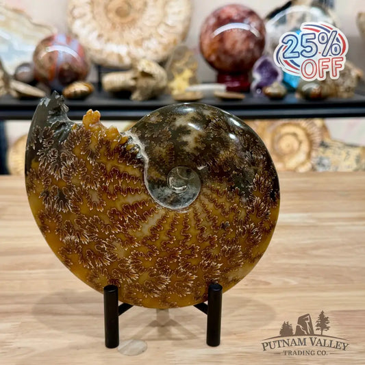Reserve Polished Cleoniceras Ammonite 6.96’’ | Madagascar - Fossil Specimen
