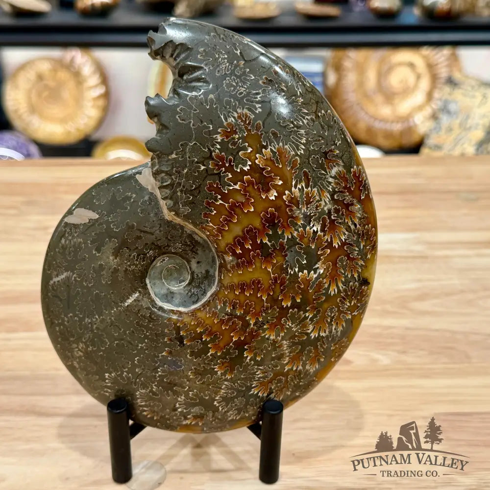 Reserve Polished Cleoniceras Ammonite 6.96’’ | Madagascar - Fossil Specimen