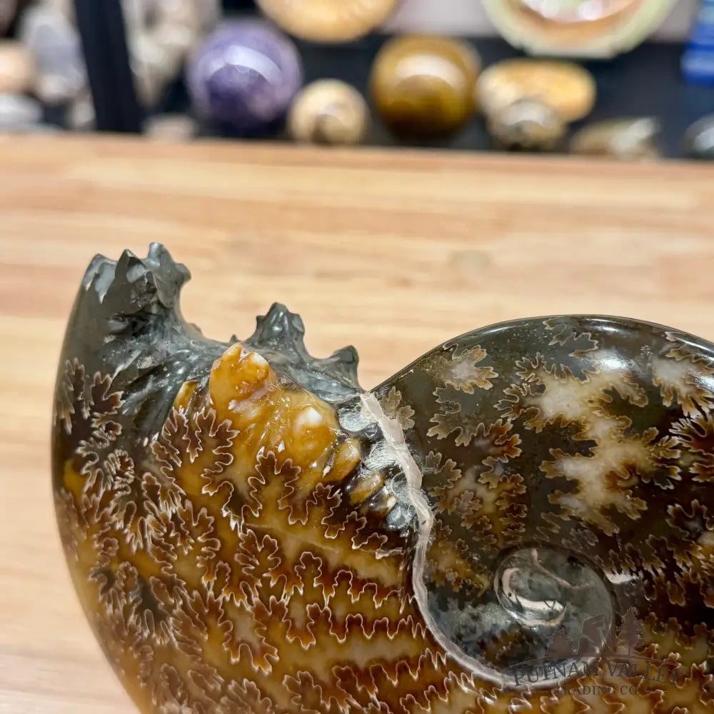 Reserve Polished Cleoniceras Ammonite 6.96’’ | Madagascar - Fossil Specimen