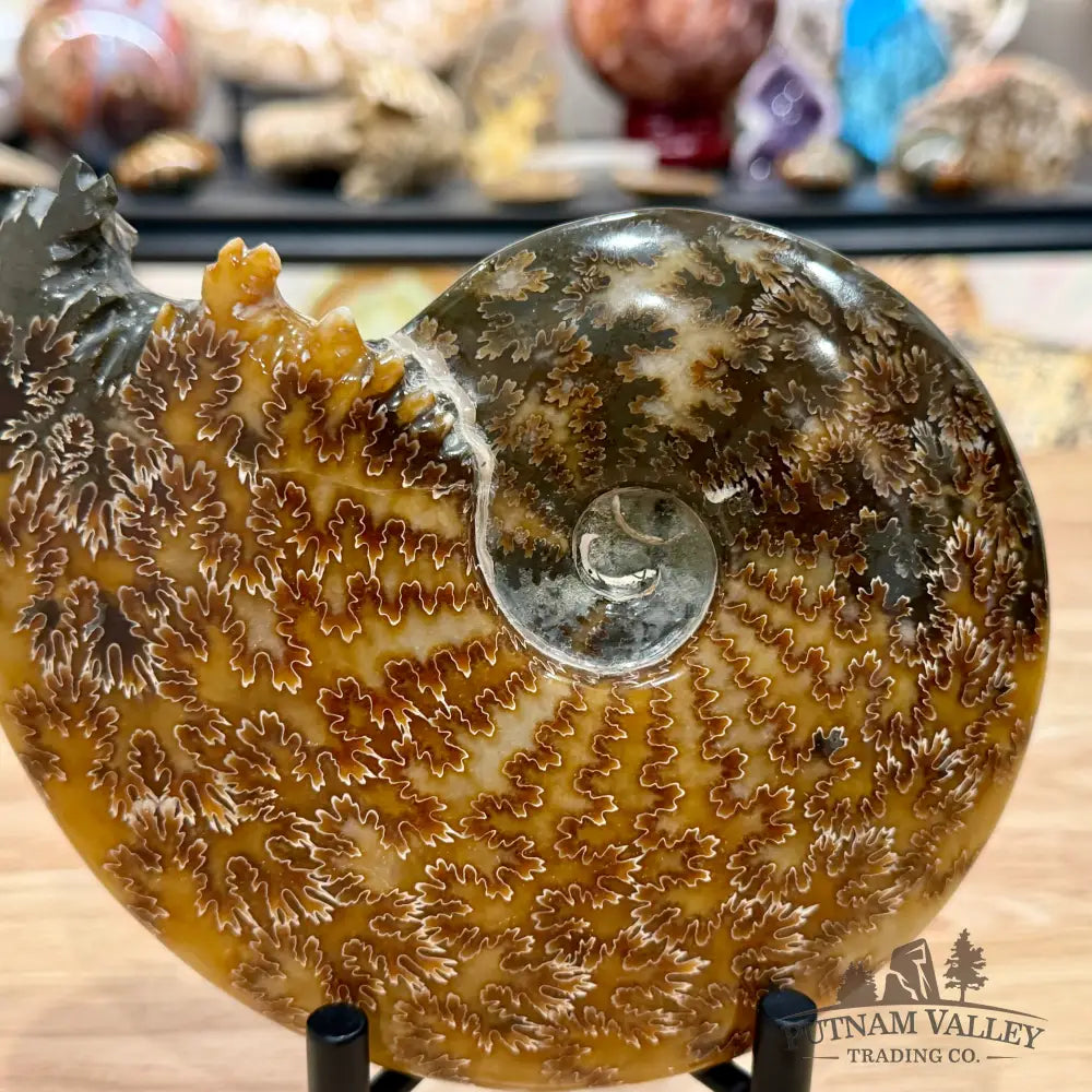 Reserve Polished Cleoniceras Ammonite 6.96’’ | Madagascar - Fossil Specimen