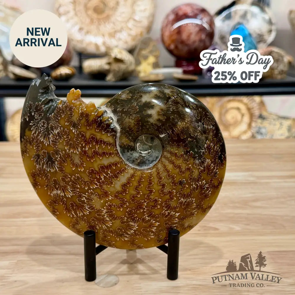 Reserve Polished Cleoniceras Ammonite 6.96’’ | Madagascar - Fossil Specimen
