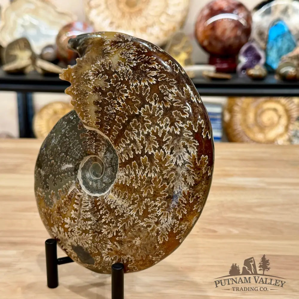 Reserve Polished Cleoniceras Ammonite 7.62’’ | Madagascar - Fossil Specimen