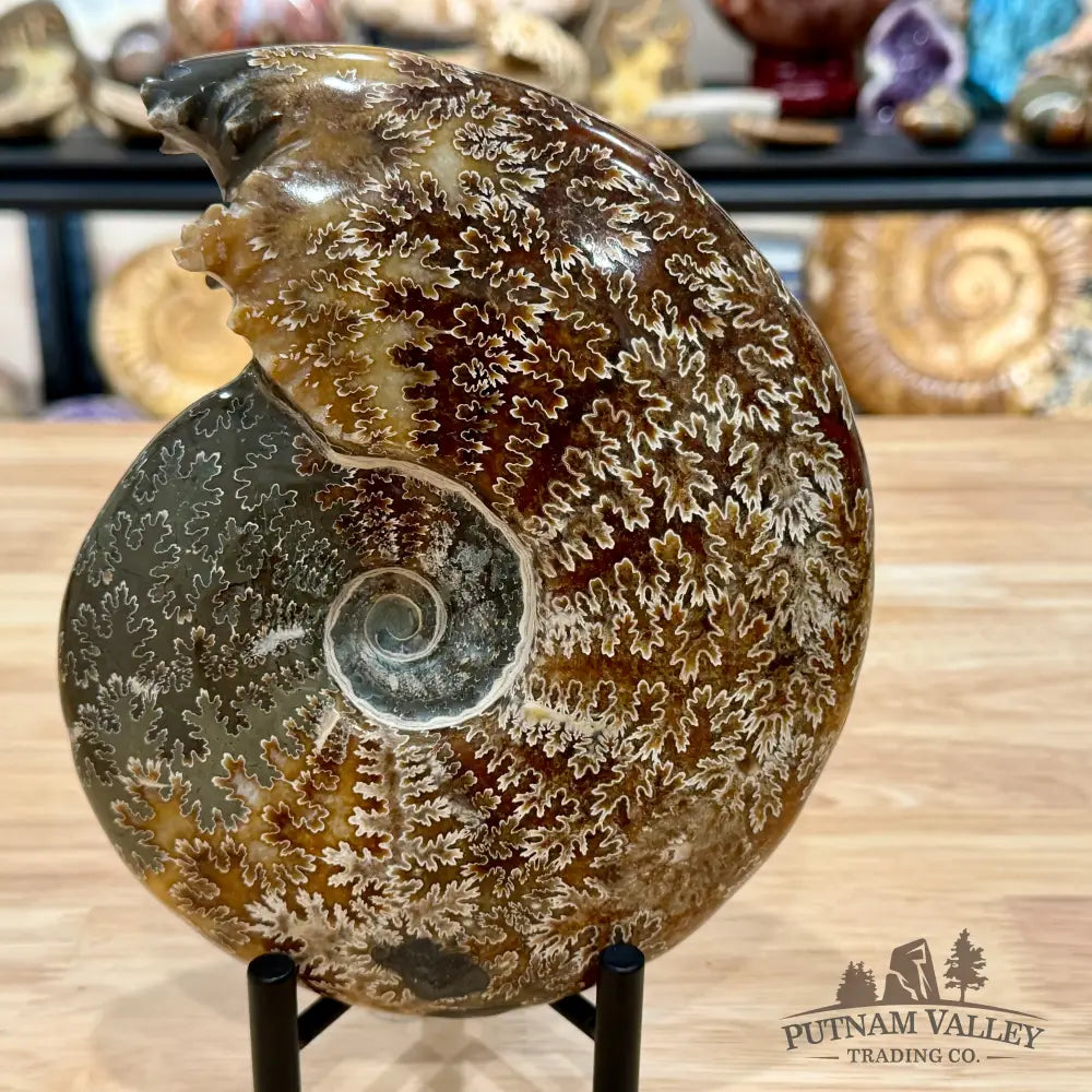 Reserve Polished Cleoniceras Ammonite 7.62’’ | Madagascar - Fossil Specimen