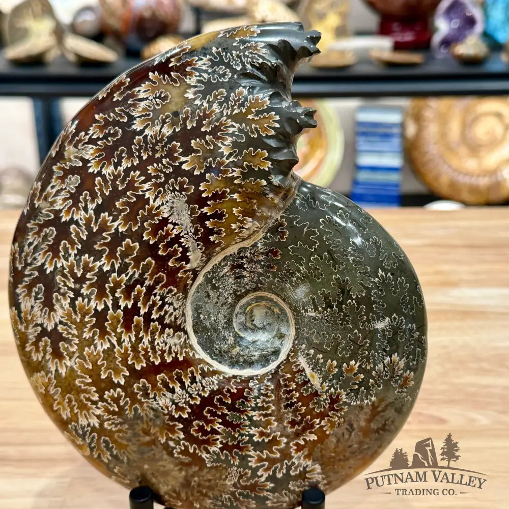 Reserve Polished Cleoniceras Ammonite 7.62’’ | Madagascar - Fossil Specimen