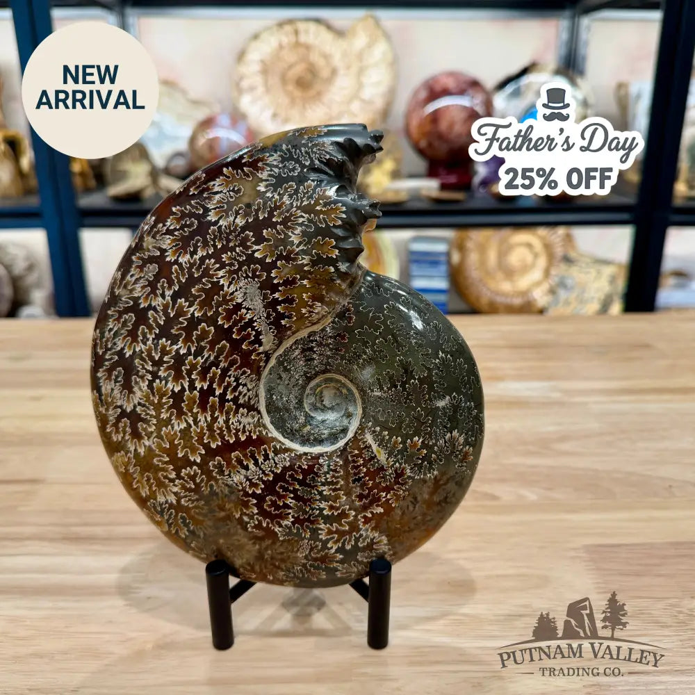 Reserve Polished Cleoniceras Ammonite 7.62’’ | Madagascar - Fossil Specimen