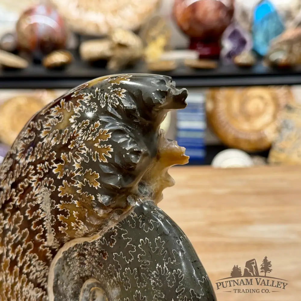 Reserve Polished Cleoniceras Ammonite 7.62’’ | Madagascar - Fossil Specimen