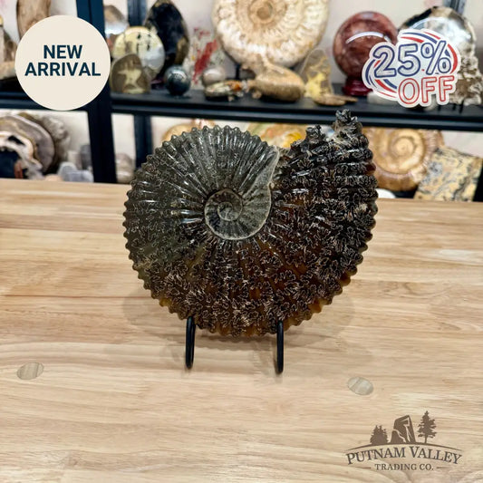 Reserve Polished Cleoniceras Ammonite 9’’ | Madagascar - Fossil Specimen