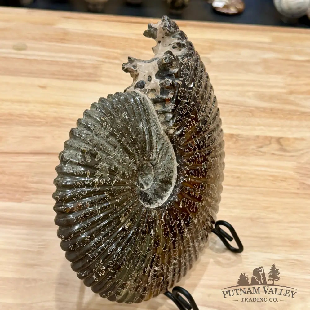 Reserve Polished Cleoniceras Ammonite 9’’ | Madagascar - Fossil Specimen