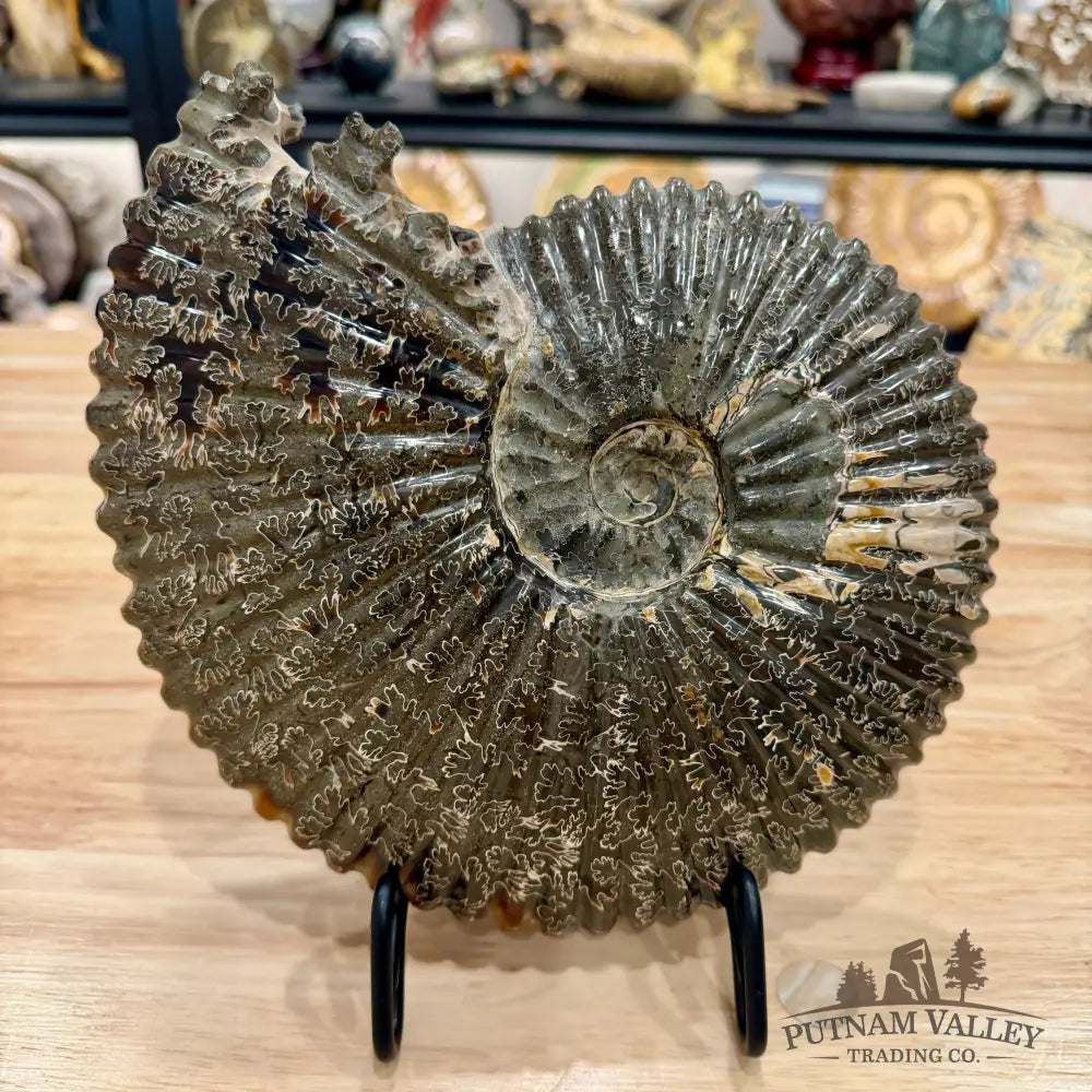 Reserve Polished Cleoniceras Ammonite 9’’ | Madagascar - Fossil Specimen