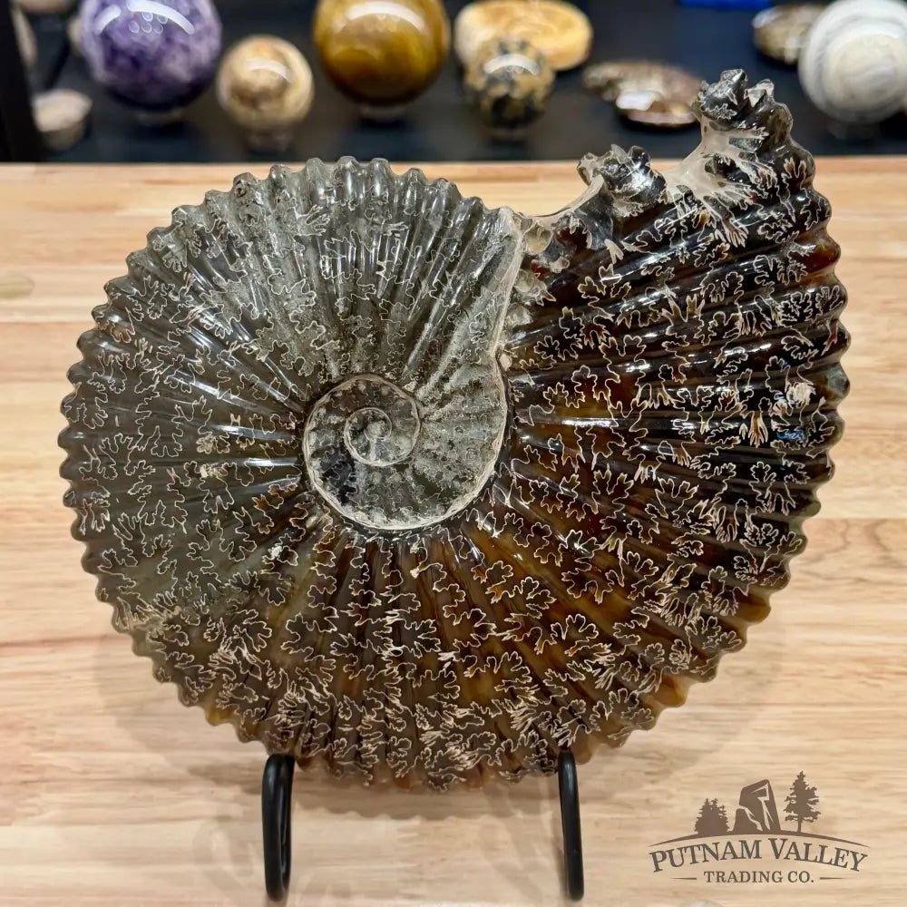 Reserve Polished Cleoniceras Ammonite 9’’ | Madagascar - Fossil Specimen