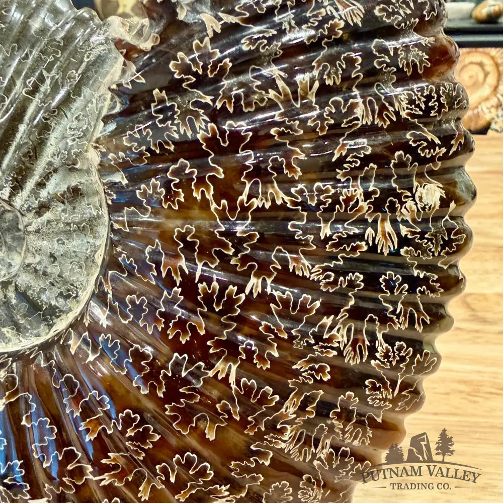 Reserve Polished Cleoniceras Ammonite 9’’ | Madagascar - Fossil Specimen