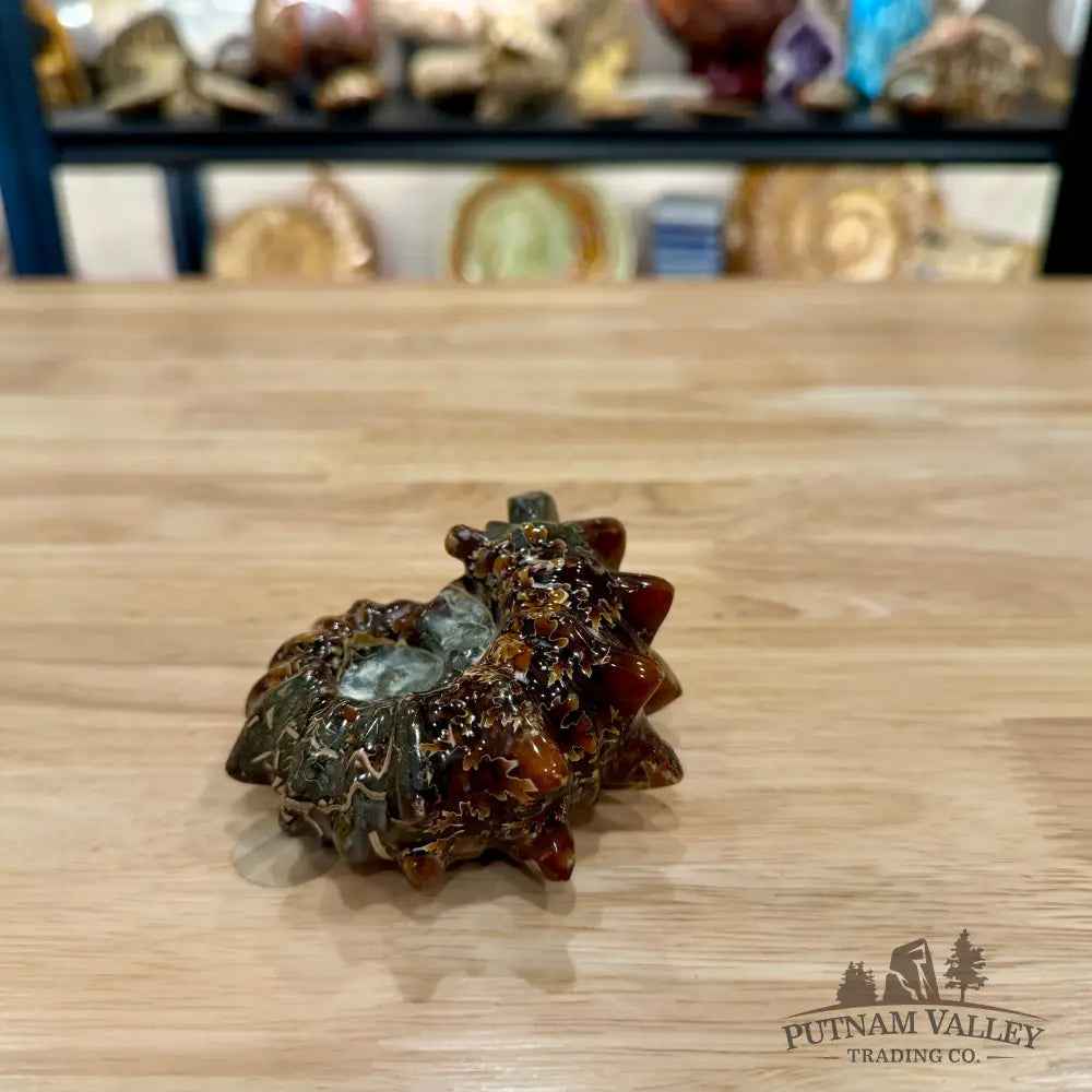 Reserve Polished Douvilleiceras Ammonite 3.37’’ | Madagascar - Fossil Specimen