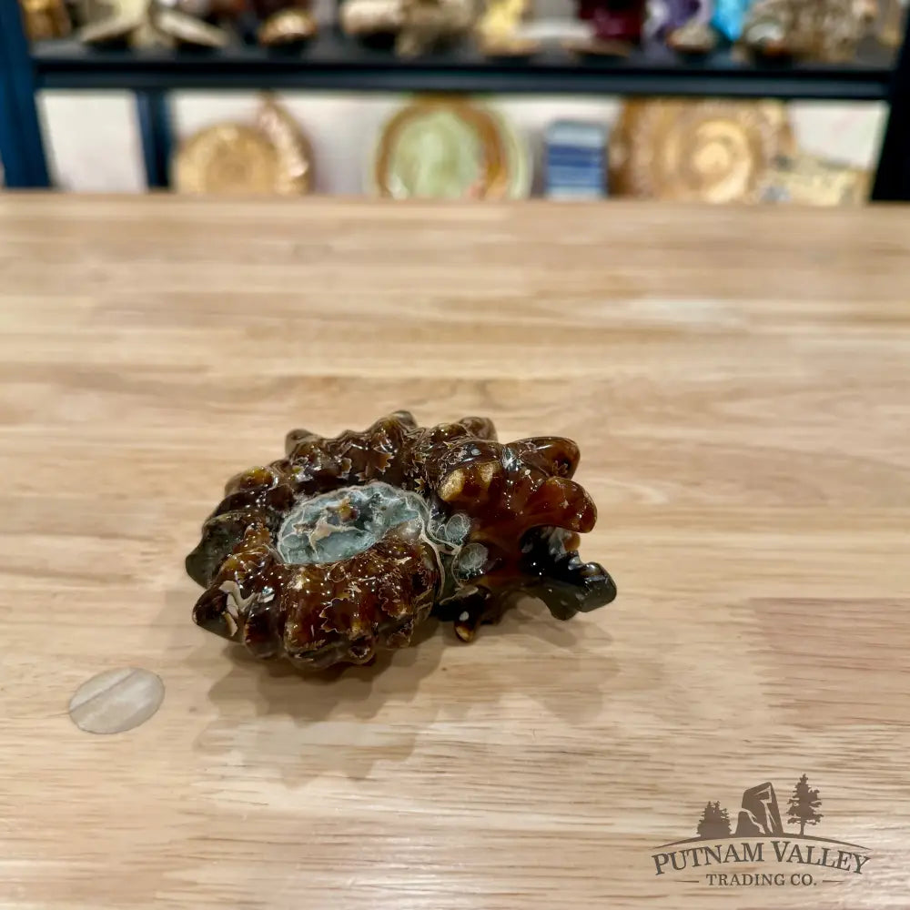 Reserve Polished Douvilleiceras Ammonite 3.37’’ | Madagascar - Fossil Specimen