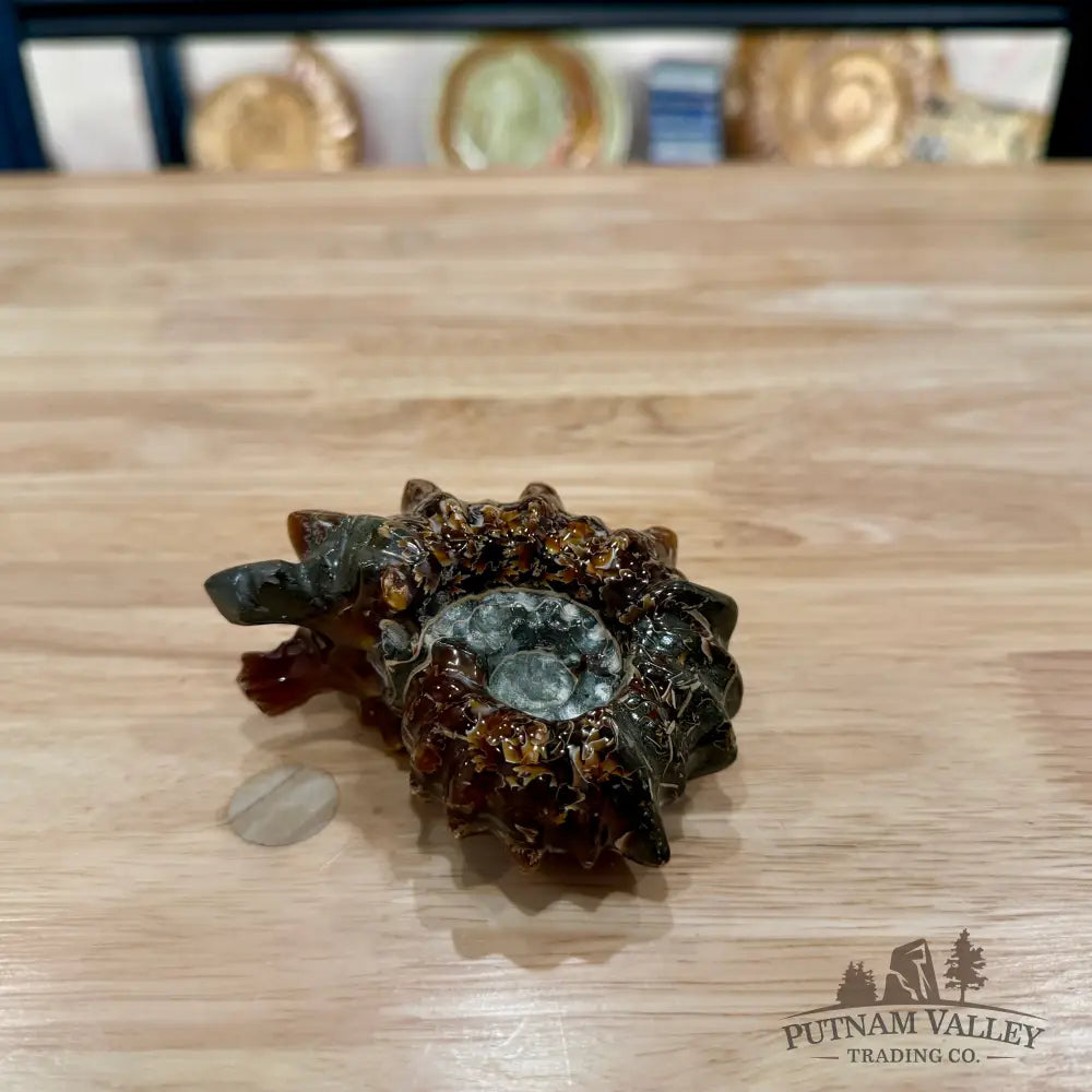 Reserve Polished Douvilleiceras Ammonite 3.37’’ | Madagascar - Fossil Specimen