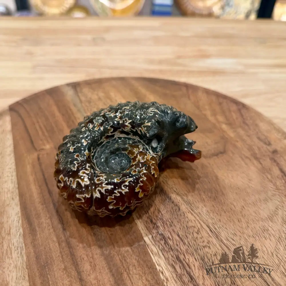 Reserve Polished Douvilleiceras Ammonite 3.89’’ - Fossil Specimen