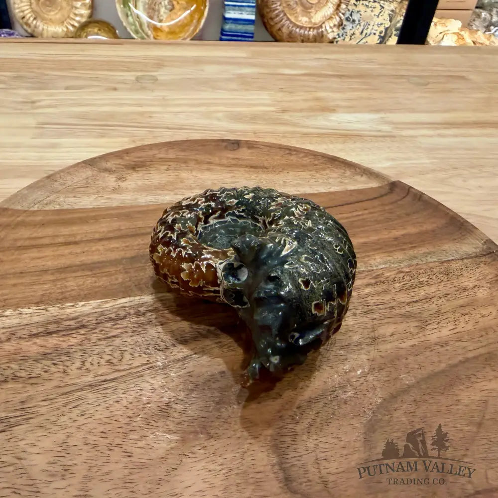 Reserve Polished Douvilleiceras Ammonite 3.89’’ - Fossil Specimen
