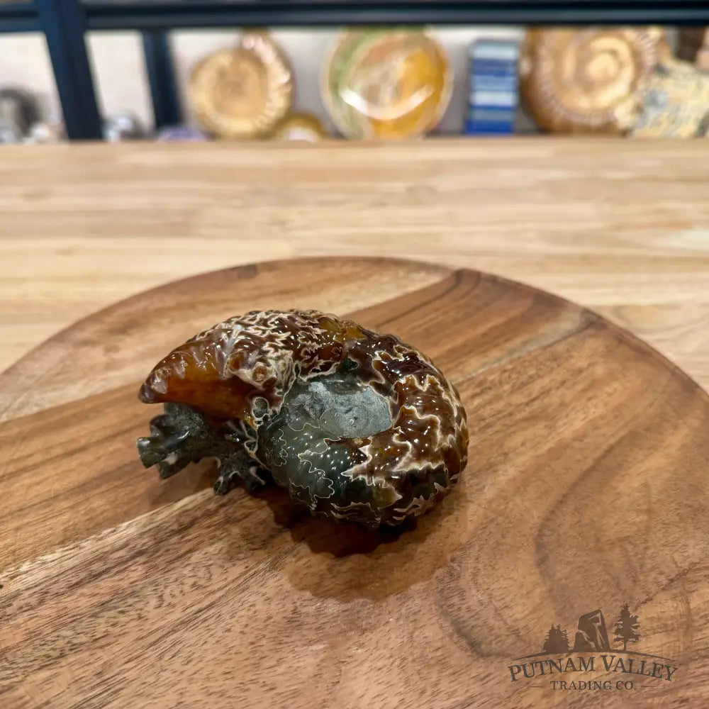 Reserve Polished Douvilleiceras Ammonite 4.03’’ - Fossil Specimen