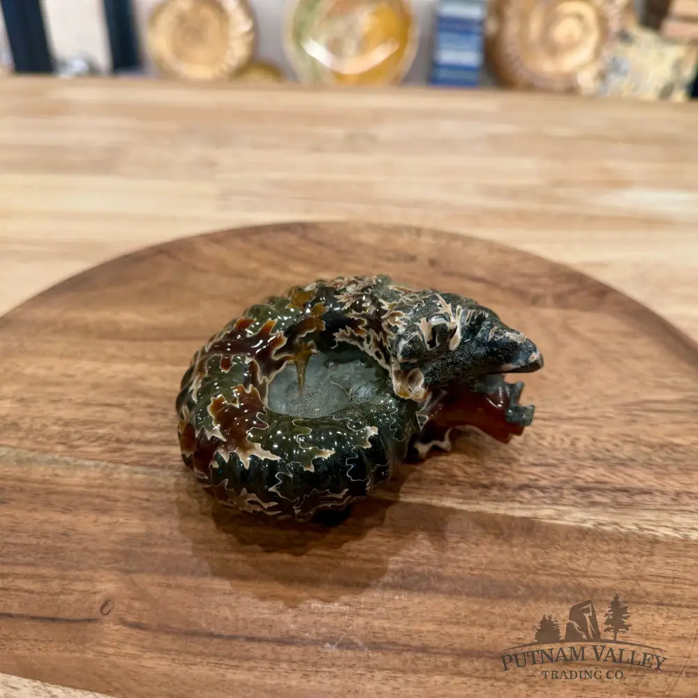 Reserve Polished Douvilleiceras Ammonite 4.03’’ - Fossil Specimen