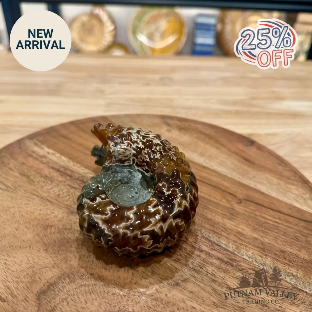 Reserve Polished Douvilleiceras Ammonite 4.03’’ - Fossil Specimen